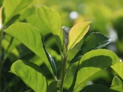 Kirschlorbeer / Lorbeerkirsche 'Etna' ® -Angebote Wurzel Zeit Store kirschlorbeer lorbeerkirsche etna m004352 w 7