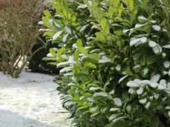 Kirschlorbeer / Lorbeerkirsche 'Etna' ® -Angebote Wurzel Zeit Store kirschlorbeer lorbeerkirsche etna m004352 w 8