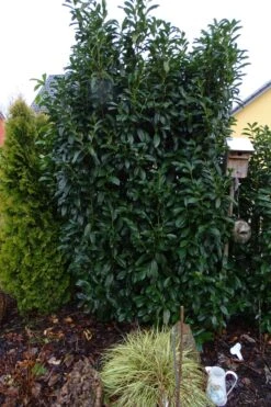 Kirschlorbeer / Lorbeerkirsche 'Genolia' ® -Angebote Wurzel Zeit Store kirschlorbeer lorbeerkirsche genolia m012192 456086 0