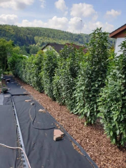 Kirschlorbeer / Lorbeerkirsche 'Genolia' ® -Angebote Wurzel Zeit Store kirschlorbeer lorbeerkirsche genolia m012192 844343 0