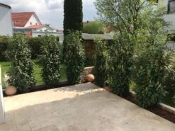 Kirschlorbeer / Lorbeerkirsche 'Genolia' ® -Angebote Wurzel Zeit Store kirschlorbeer lorbeerkirsche genolia m012192 877949 0