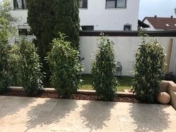 Kirschlorbeer / Lorbeerkirsche 'Genolia' ® -Angebote Wurzel Zeit Store kirschlorbeer lorbeerkirsche genolia m012192 877949 1