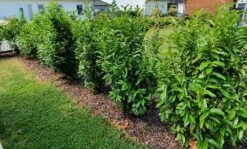 Kirschlorbeer / Lorbeerkirsche 'Genolia' ® -Angebote Wurzel Zeit Store kirschlorbeer lorbeerkirsche genolia m012192 985819 0