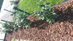 Kirschlorbeer / Lorbeerkirsche 'Genolia' ® -Angebote Wurzel Zeit Store kirschlorbeer lorbeerkirsche genolia m012192 985819 3