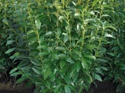 Kirschlorbeer / Lorbeerkirsche 'Genolia' ® -Angebote Wurzel Zeit Store kirschlorbeer lorbeerkirsche genolia m012192 w 2
