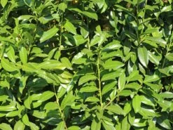 Kirschlorbeer / Lorbeerkirsche 'Genolia' ® -Angebote Wurzel Zeit Store kirschlorbeer lorbeerkirsche genolia m012192 w 3