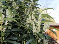 Kirschlorbeer / Lorbeerkirsche 'Genolia' ® -Angebote Wurzel Zeit Store kirschlorbeer lorbeerkirsche genolia m012192 w 4