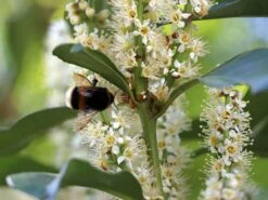 Kirschlorbeer / Lorbeerkirsche 'Genolia' ® -Angebote Wurzel Zeit Store kirschlorbeer lorbeerkirsche genolia m012192 w 5