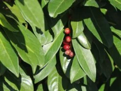 Kirschlorbeer / Lorbeerkirsche 'Genolia' ® -Angebote Wurzel Zeit Store kirschlorbeer lorbeerkirsche genolia m012192 w 6