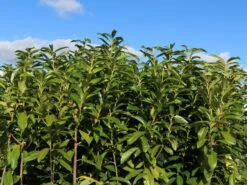 Kirschlorbeer / Lorbeerkirsche 'Genolia' ® -Angebote Wurzel Zeit Store kirschlorbeer lorbeerkirsche genolia m012192 w 7