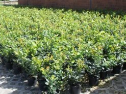 Kirschlorbeer / Lorbeerkirsche 'Kleopatra' ® -Angebote Wurzel Zeit Store kirschlorbeer lorbeerkirsche kleopatra m047537 w 1