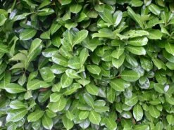 Kirschlorbeer / Lorbeerkirsche 'Rotundifolia' -Angebote Wurzel Zeit Store kirschlorbeer lorbeerkirsche rotundifolia m002170 w 0