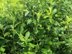 Kirschlorbeer / Lorbeerkirsche 'Rotundifolia' -Angebote Wurzel Zeit Store kirschlorbeer lorbeerkirsche rotundifolia m002170 w 1