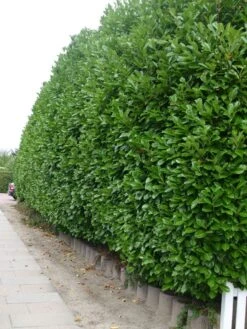 Kirschlorbeer / Lorbeerkirsche 'Rotundifolia' -Angebote Wurzel Zeit Store kirschlorbeer lorbeerkirsche rotundifolia m002170 w 2