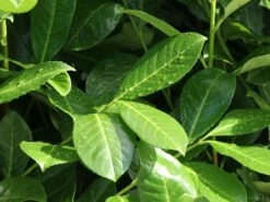 Kirschlorbeer / Lorbeerkirsche 'Rotundifolia' -Angebote Wurzel Zeit Store kirschlorbeer lorbeerkirsche rotundifolia m002170 w 3