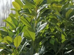 Kirschlorbeer / Lorbeerkirsche 'Rotundifolia' -Angebote Wurzel Zeit Store kirschlorbeer lorbeerkirsche rotundifolia m002170 w 4