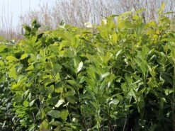 Kirschlorbeer / Lorbeerkirsche 'Rotundifolia' -Angebote Wurzel Zeit Store kirschlorbeer lorbeerkirsche rotundifolia m002170 w 5