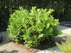 Kirschlorbeer / Lorbeerkirsche 'Rotundifolia' -Angebote Wurzel Zeit Store kirschlorbeer lorbeerkirsche rotundifolia m002170 w 6