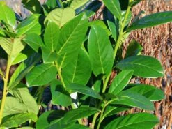 Kirschlorbeer 'Novita' -Angebote Wurzel Zeit Store kirschlorbeer novita m012650 w 0