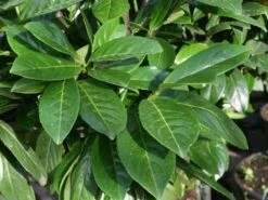 Kirschlorbeer 'Novita' -Angebote Wurzel Zeit Store kirschlorbeer novitas m012650 w 0