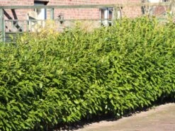 Kirschlorbeer 'Novita' -Angebote Wurzel Zeit Store kirschlorbeer novitas m012650 w 4