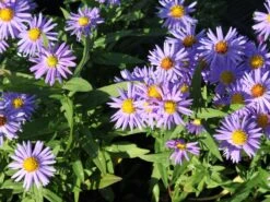 Kissen-Aster 'Prof. Anton Kippenberg' -Angebote Wurzel Zeit Store kissen aster prof anton kippenberg m001580 w 0