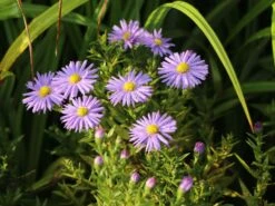 Kissen-Aster 'Prof. Anton Kippenberg' -Angebote Wurzel Zeit Store kissen aster prof anton kippenberg m001580 w 2