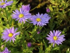 Kissen-Aster 'Prof. Anton Kippenberg' -Angebote Wurzel Zeit Store kissen aster prof anton kippenberg m001580 w 3