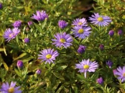 Kissen-Aster 'Prof. Anton Kippenberg' -Angebote Wurzel Zeit Store kissen aster prof anton kippenberg m001580 w 6