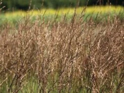Kleines Pfeifengras 'Moorhexe' -Angebote Wurzel Zeit Store kleines pfeifengras moorhexe m044932 w 1