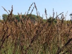 Kleines Pfeifengras 'Moorhexe' -Angebote Wurzel Zeit Store kleines pfeifengras moorhexe m044932 w 2