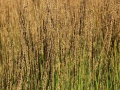 Kleines Pfeifengras 'Moorhexe' -Angebote Wurzel Zeit Store kleines pfeifengras moorhexe m044932 w 3