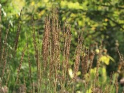 Kleines Pfeifengras 'Moorhexe' -Angebote Wurzel Zeit Store kleines pfeifengras moorhexe m044932 w 4