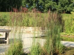 Kleines Pfeifengras 'Moorhexe' -Angebote Wurzel Zeit Store kleines pfeifengras moorhexe m044932 w 5