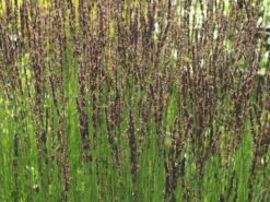 Kleines Pfeifengras 'Moorhexe' -Angebote Wurzel Zeit Store kleines pfeifengras moorhexe m044932 w 6