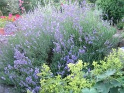 Lavendel 'Dwarf Blue' -Angebote Wurzel Zeit Store lavendel dwarf blue m012419 62517 1