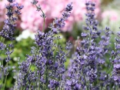 Lavendel 'Dwarf Blue' -Angebote Wurzel Zeit Store lavendel dwarf blue m012419 w 1
