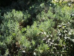 Lavendel 'Dwarf Blue' -Angebote Wurzel Zeit Store lavendel dwarf blue m012419 w 3