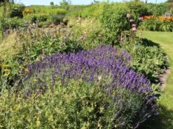 Lavendel 'Hidcote Blue' / 'Strain' -Angebote Wurzel Zeit Store lavendel hidcote blue m003842 w 0