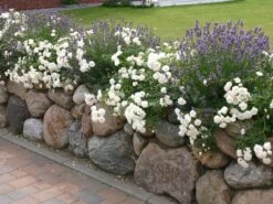 Lavendel 'Hidcote Blue' / 'Strain' -Angebote Wurzel Zeit Store lavendel hidcote blue m003842 w 2