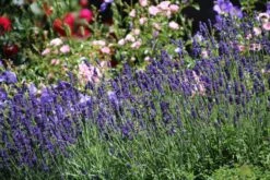Lavendel 'Hidcote Blue' / 'Strain' -Angebote Wurzel Zeit Store lavendel hidcote blue strain m003842 506742 0