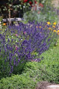 Lavendel 'Hidcote Blue' / 'Strain' -Angebote Wurzel Zeit Store lavendel hidcote blue strain m003842 506742 1