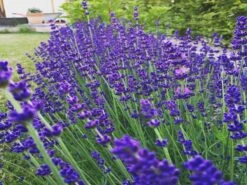 Lavendel 'Hidcote Blue' / 'Strain' -Angebote Wurzel Zeit Store lavendel hidcote blue strain m003842 677880 0