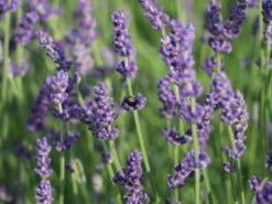 Lavendel 'Hidcote Blue' / 'Strain' -Angebote Wurzel Zeit Store lavendel hidcote blue strain m003842 w 1