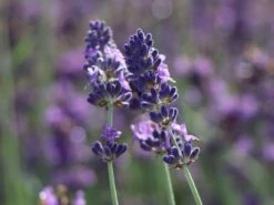 Lavendel 'Hidcote Blue' / 'Strain' -Angebote Wurzel Zeit Store lavendel hidcote blue strain m003842 w 3