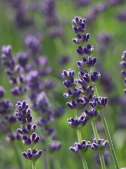 Lavendel 'Hidcote Blue' / 'Strain' -Angebote Wurzel Zeit Store lavendel hidcote blue strain m003842 w 4