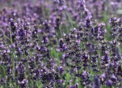 Lavendel 'Hidcote Blue' / 'Strain' -Angebote Wurzel Zeit Store lavendel hidcote blue strain m003842 w 5