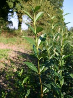Gemeiner Liguster / Gewöhnlicher Liguster -Angebote Wurzel Zeit Store liguster vulgare gemeiner liguster m001886 w 1