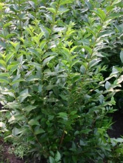 Gemeiner Liguster / Gewöhnlicher Liguster -Angebote Wurzel Zeit Store liguster vulgare gemeiner liguster m001886 w 2