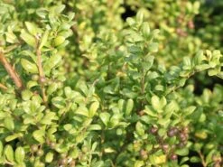 Löffel-Ilex / Japanischer Ilex 'Convexa' -Angebote Wurzel Zeit Store loeffel ilex japanischer ilex convexa m002070 w 0